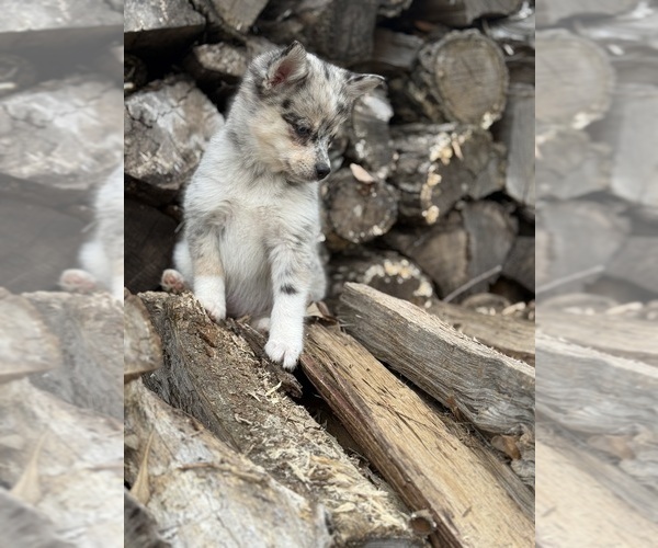 Medium Photo #2 Alaskan Klee Kai-Pomsky Mix Puppy For Sale in STAPLES, MN, USA