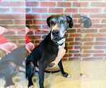 Small #1 Great Dane