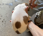 Small #2 Jack Russell Terrier