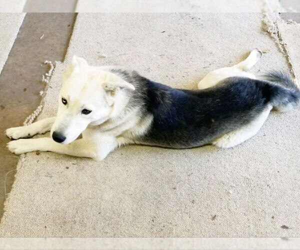 Medium Photo #7 Siberian Husky Puppy For Sale in Severn, MD, USA