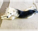 Small #6 Siberian Husky