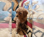 Small Photo #12 Cavapoo Puppy For Sale in GREENWOOD, WI, USA