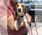 Small #3 Beagle Mix