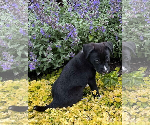 Medium Photo #8 American Pit Bull Terrier-Unknown Mix Puppy For Sale in Derwood, MD, USA