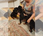 Small #18 Rottweiler