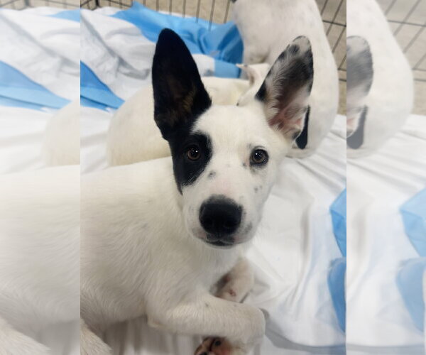 Medium Photo #1 Chihuahua Puppy For Sale in Winter, WI, USA