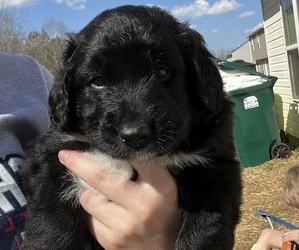 Medium Australian Shepherd-Goldendoodle Mix