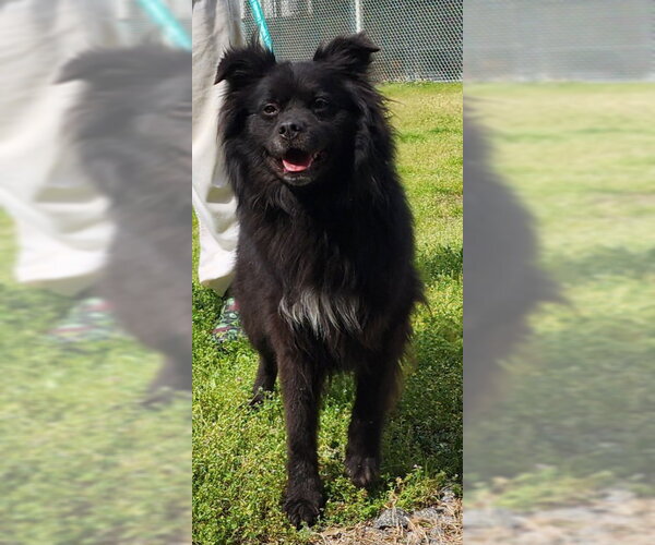 Medium Photo #1 Australian Shepherd-Unknown Mix Puppy For Sale in Wetumpka, AL, USA