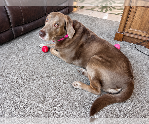 Medium Photo #3 Labrador Retriever Puppy For Sale in Clovis, CA, USA