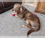 Small #2 Labrador Retriever