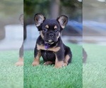Small French Bulldog