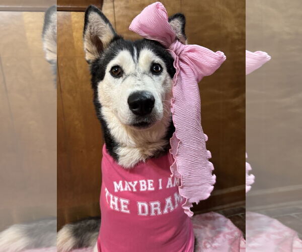 Medium Photo #5 Siberian Husky Puppy For Sale in Randleman , NM, USA