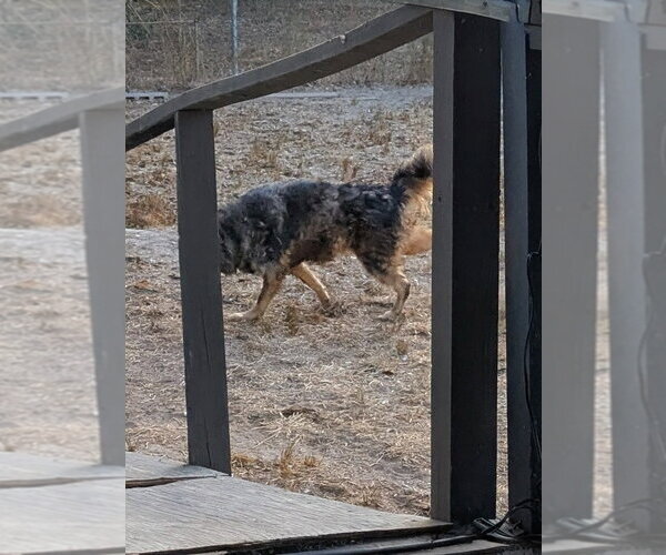 Medium Photo #8 German Shepherd Dog-Unknown Mix Puppy For Sale in Orange Grove, TX, USA