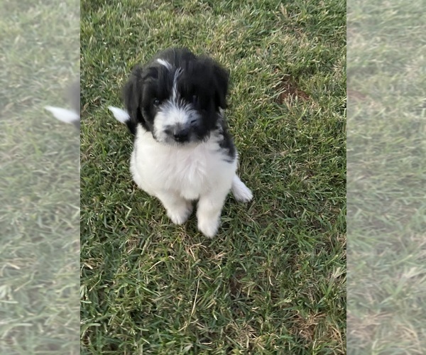 Medium Photo #5 Bordoodle-F2 Aussiedoodle Mix Puppy For Sale in BLAINE, TN, USA