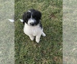 Litter of 9 - Male(s) and Female(s) Bordoodle-F2 Aussiedoodle MixLitter of Puppies for Sale - Photo #5