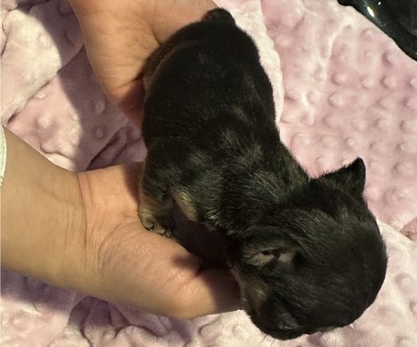 Medium Photo #18 French Bulldog Puppy For Sale in OSWEGO, IL, USA