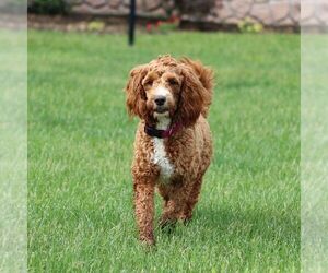 Mother of the Goldendoodle (Miniature) puppies born on 03/27/2025