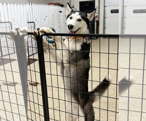 Nome - ON HOLD - Male Siberian Husky Dog for Adoption - Photo #2