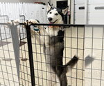 Small Photo #2 Siberian Husky Puppy For Sale in Severn, MD, USA