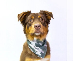 Australian Shepherd Dogs for adoption in Hot Springs Village, AR, USA