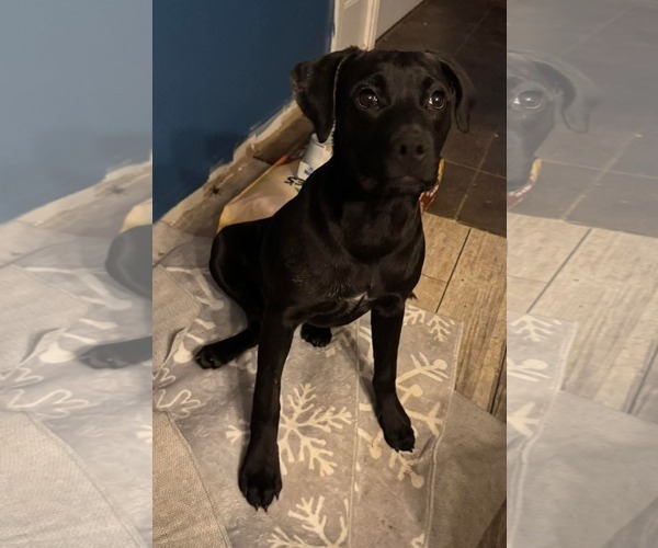 Medium Photo #6 Mutt Puppy For Sale in Germantown, OH, USA