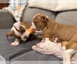 Puppy Mask Olde English Bulldogge
