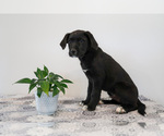 Small Photo #37 Bernedoodle-Labrador Retriever Mix Puppy For Sale in REED CITY, MI, USA