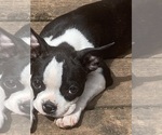 Small #2 Boston Terrier