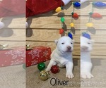 Small Photo #12 Siberian Husky Puppy For Sale in DEARBORN, MO, USA