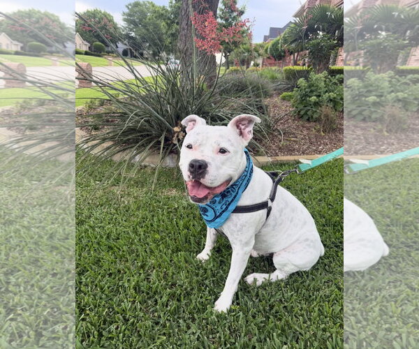 Medium Photo #9 American Bulldog-Staffordshire Bull Terrier Mix Puppy For Sale in Euless, TX, USA