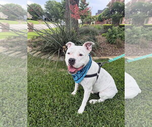Manny (Roscoe) - Male American Bulldog-Staffordshire Bull Terrier Mix Dog for Adoption - Photo #9