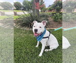 Small #8 American Bulldog-Staffordshire Bull Terrier Mix