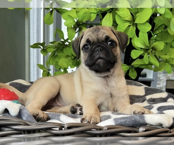Medium Photo #4 Pug Puppy For Sale in FRANKLIN, IN, USA