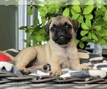 Small #3 Pug