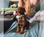 Small #1 Doberman Pinscher