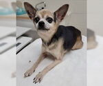 Small Chihuahua