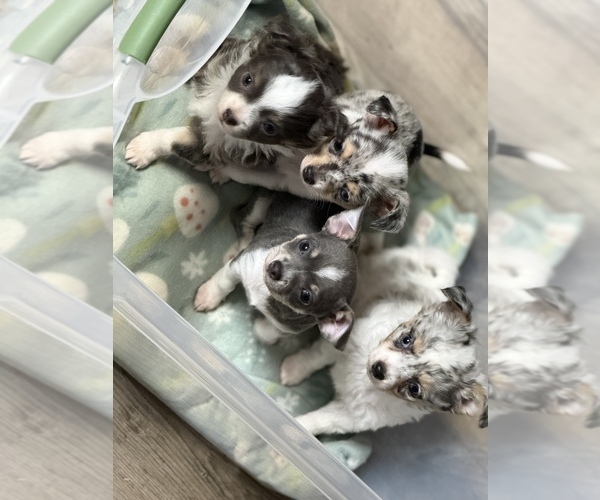 Medium Photo #1 Chihuahua Puppy For Sale in MARCUS, IA, USA