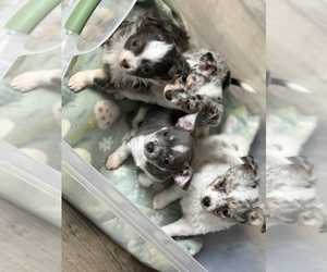 Chihuahua Litter for sale in MARCUS, IA, USA