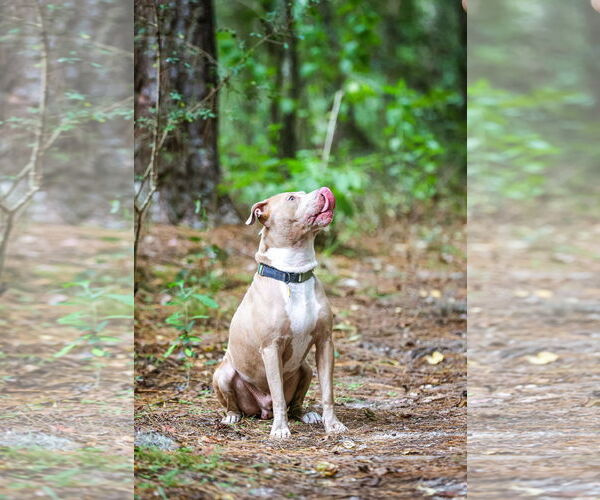 Medium Photo #5 Mutt Puppy For Sale in  Gainesville, FL, USA