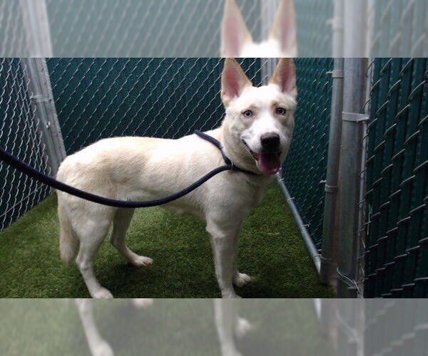 Medium Photo #1 Siberian Husky Puppy For Sale in Downey, CA, USA