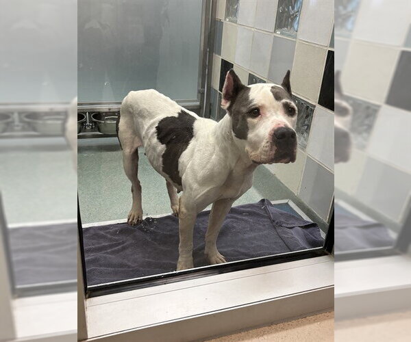 Medium Photo #1 Mutt Puppy For Sale in Plano, TX, USA