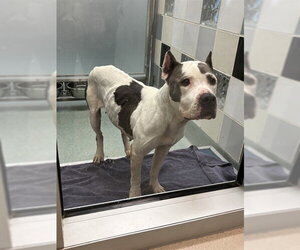 Mutt Dogs for adoption in Plano, TX, USA