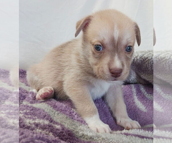 Medium Photo #15 Huskies -Unknown Mix Puppy For Sale in Chico, CA, USA