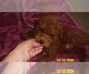 Poodle (Miniature) Puppy for sale in DULUTH, GA, USA