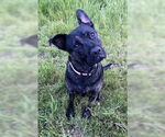 Small #4 French Bulldog Mix