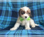 Small #9 Cavapoo