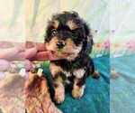 Puppy Oakley Maltese