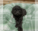 Small Photo #24 Goldendoodle Puppy For Sale in GREENBRIER, AR, USA