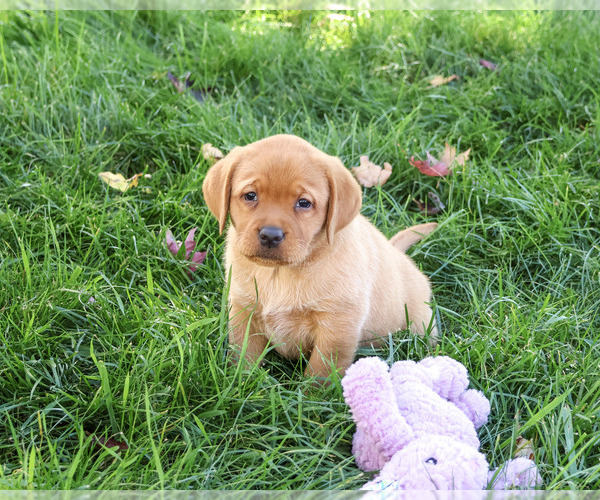 Medium Photo #2 Labrador Retriever Puppy For Sale in SYRACUSE, IN, USA