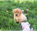 Renee - Female Labrador Retriever Puppy for Sale - Photo #2